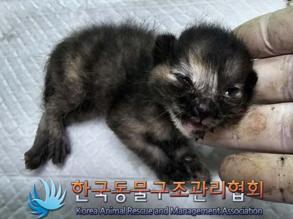 한국동물구조관리협회_411315202400302